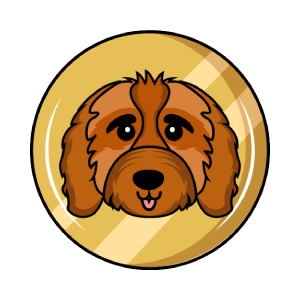 Cavapoo